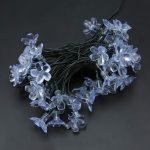 DAISYGLOW