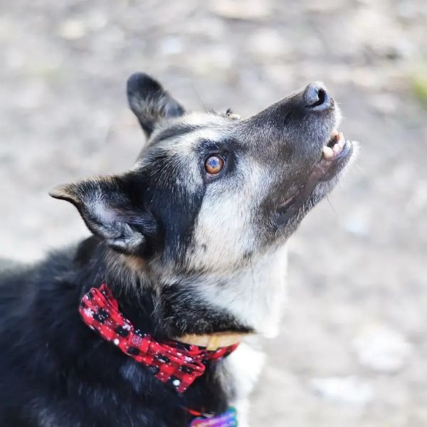 Hundehalsbånd størrelsesguide