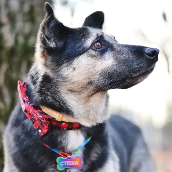 Hund med snefnug-halsbånd